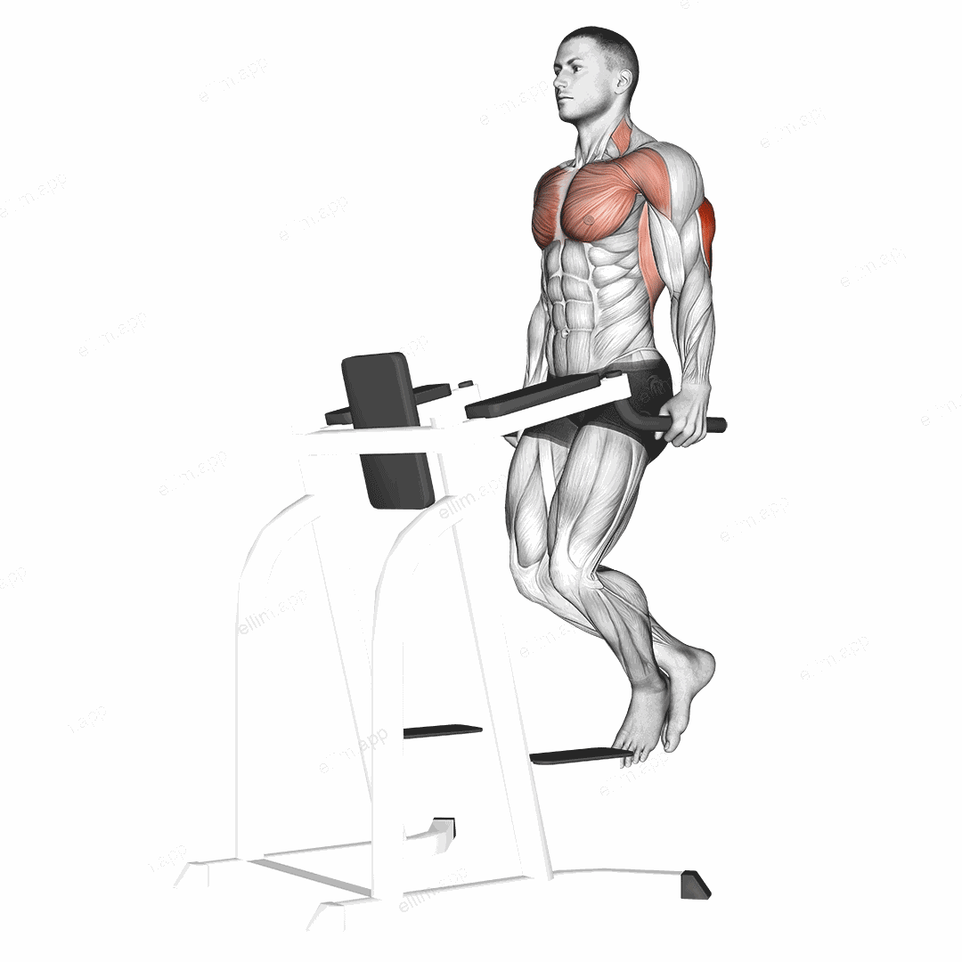 Triceps Dip exercise targeting Upper Arms and Triceps Brachii