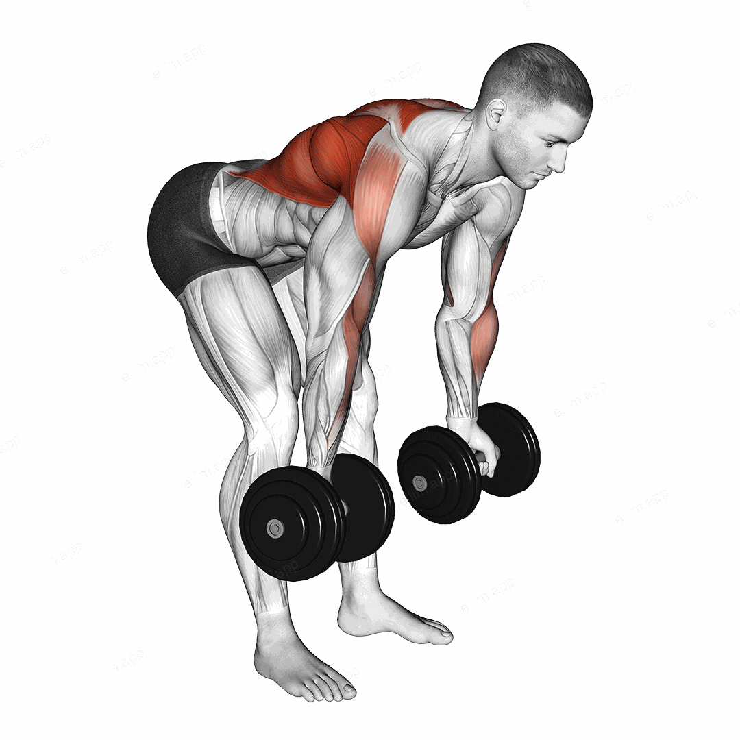 Dumbbell Bent Over Reverse Row exercise targeting Back and Infraspinatus
