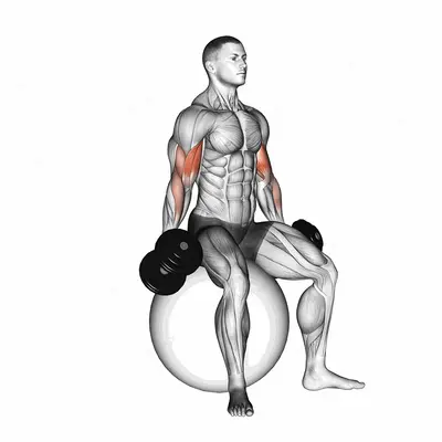 Dumbbell Seated Biceps Curl (on stability ball) exercise targeting Upper Arms and Biceps Brachii