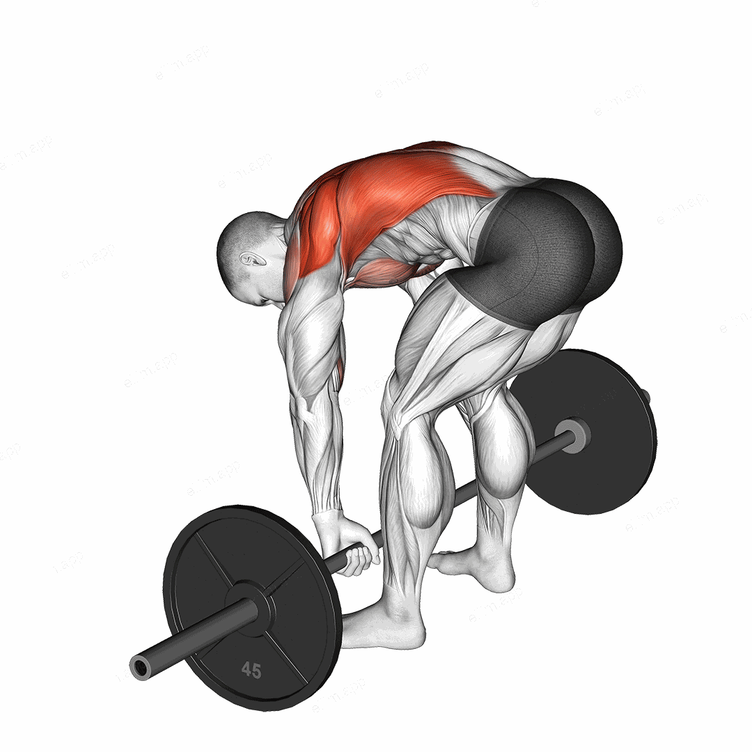 Barbell Pendlay Row exercise targeting Back and Infraspinatus
