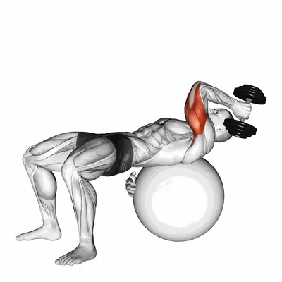 Dumbbell One Arm French Press on Exercise Ball exercise targeting Upper Arms