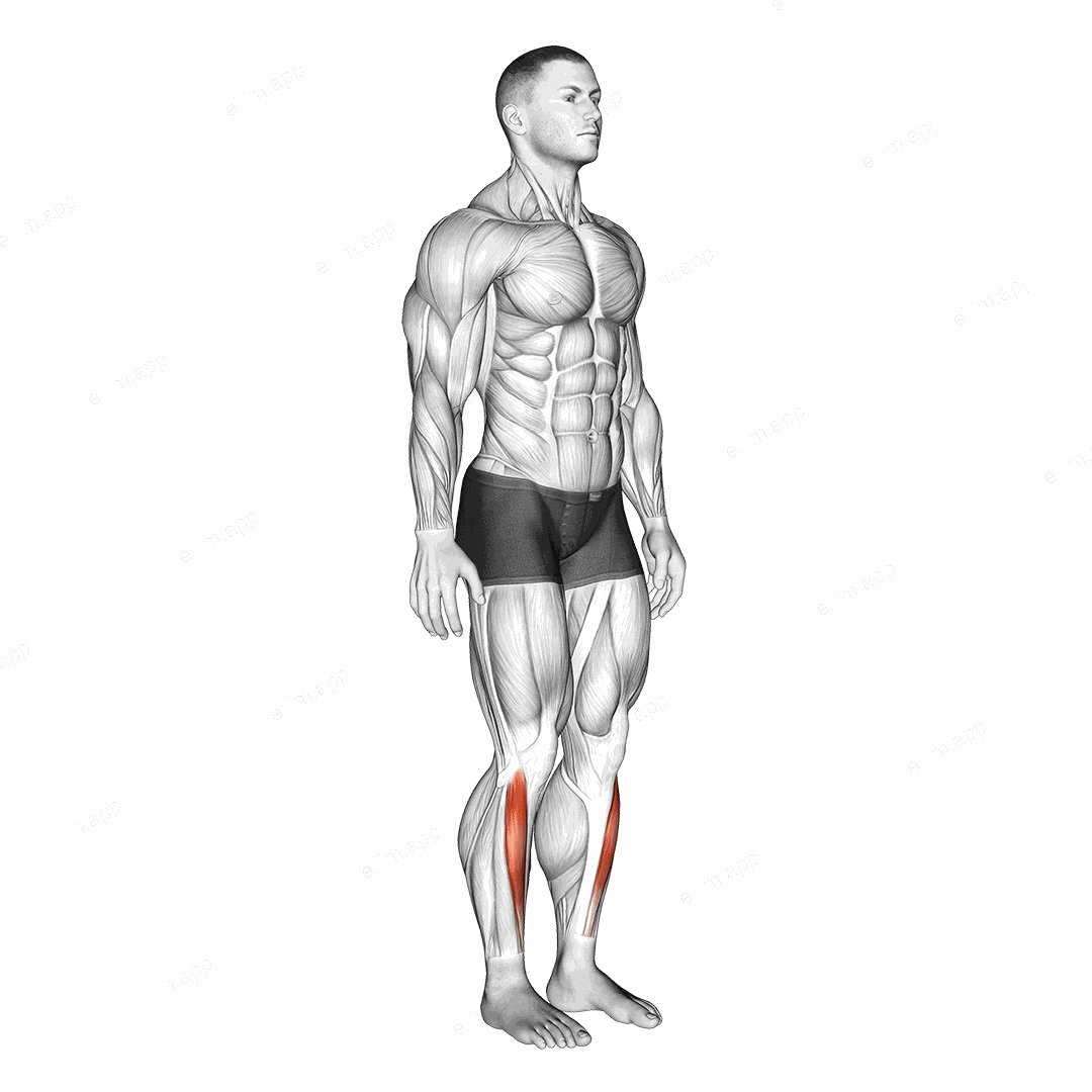 Ankle - Dorsal Flexion exercise targeting Calves