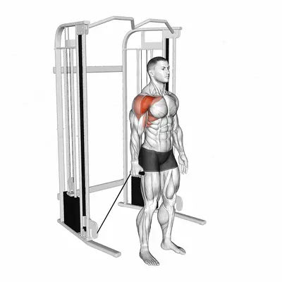 Cable Single Arm Neutral Grip Front Raise exercise targeting Shoulders