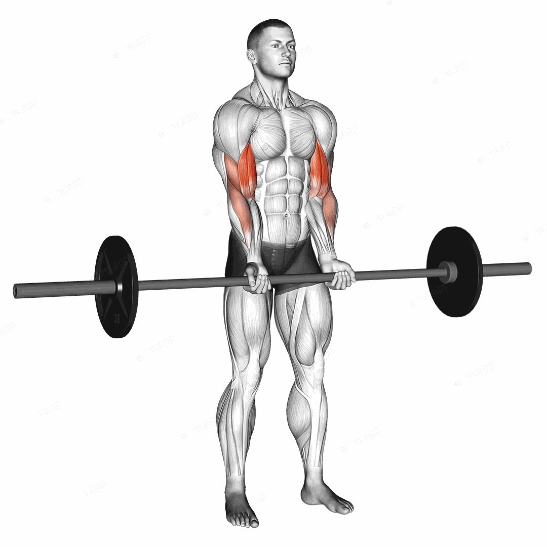 Barbell Standing Close Grip Curl exercise targeting Upper Arms and Biceps Brachii