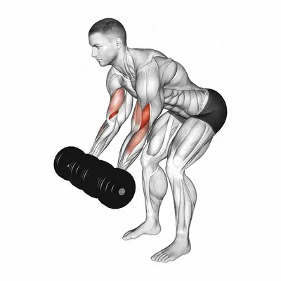 Dumbbell Bent Over Curl exercise targeting Upper Arms