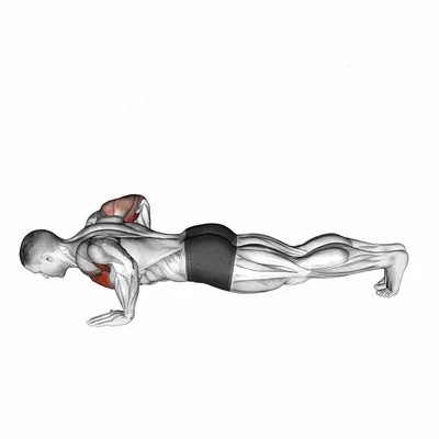 Chest Tap Push-up exercise targeting Chest and Pectoralis Major Clavicular Head