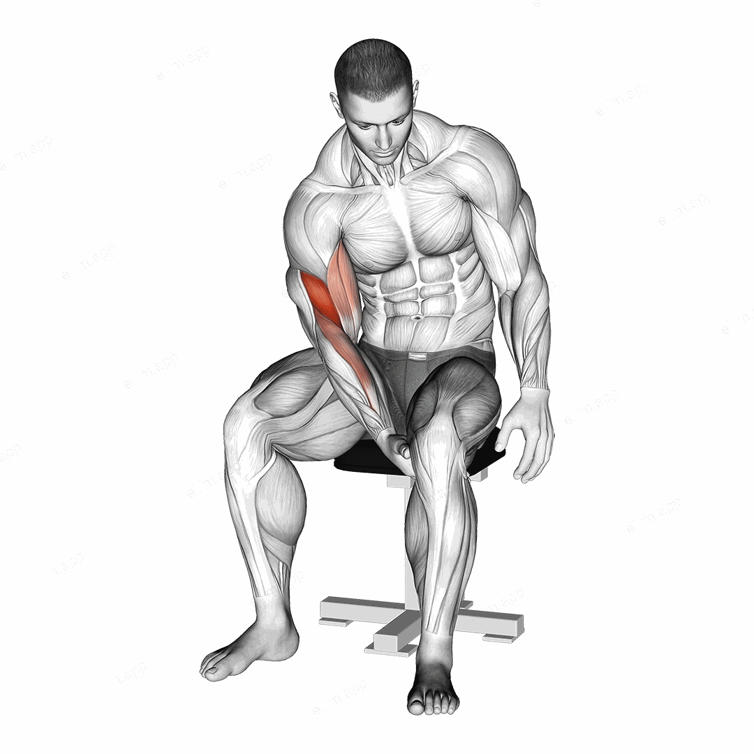 Biceps Leg Concentration Curl exercise targeting Upper Arms and Biceps Brachii