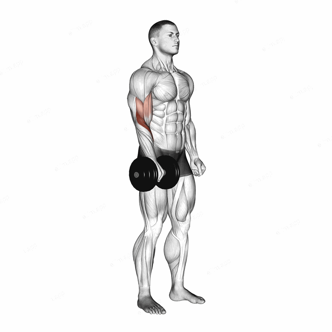 Dumbbell Standing One Arm Reverse Curl exercise targeting Forearms and Brachioradialis