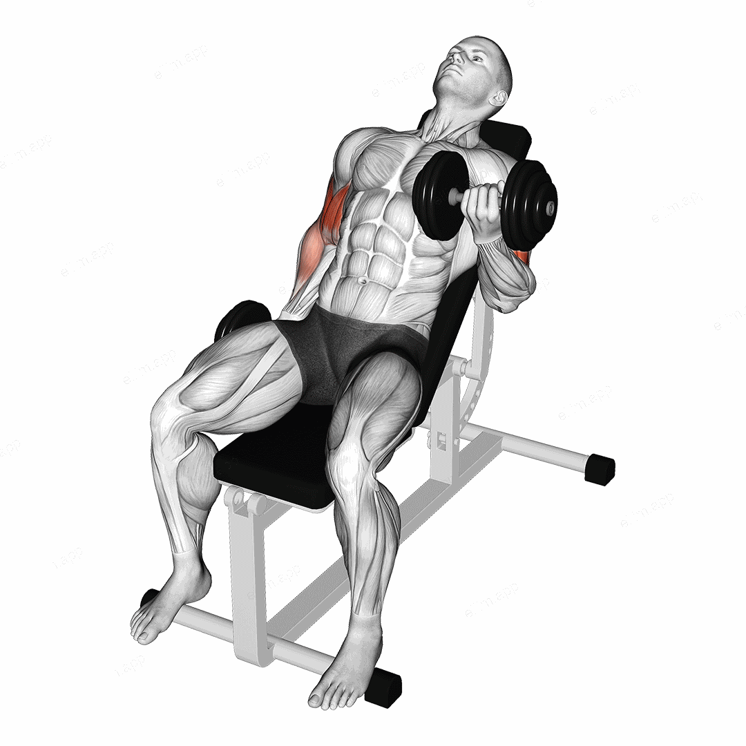 Dumbbell Incline Alternate Bicep Curl exercise targeting Upper Arms and Biceps Brachii