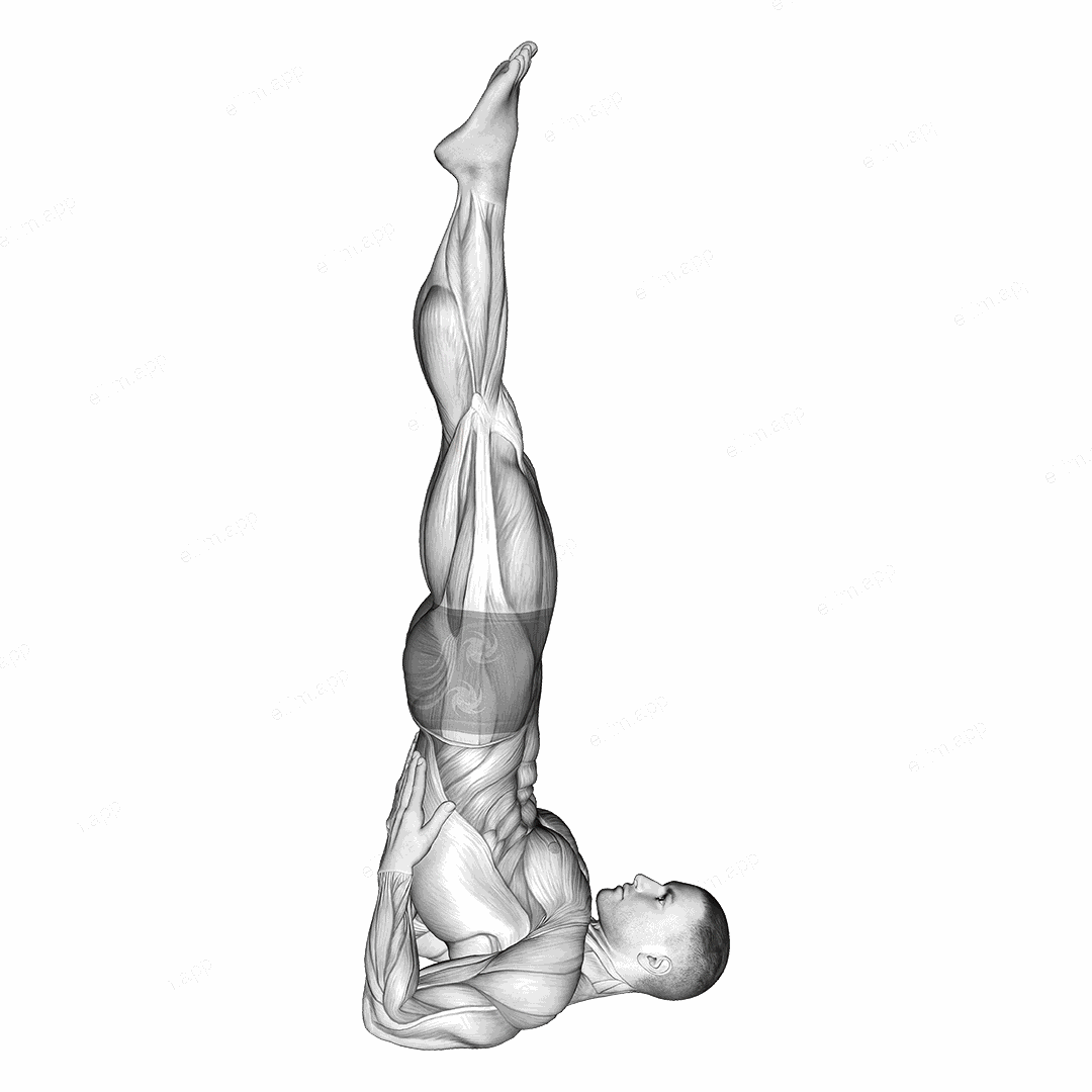 Shoulder Stand Yoga Pose exercise targeting Waist and Gluteus Maximus