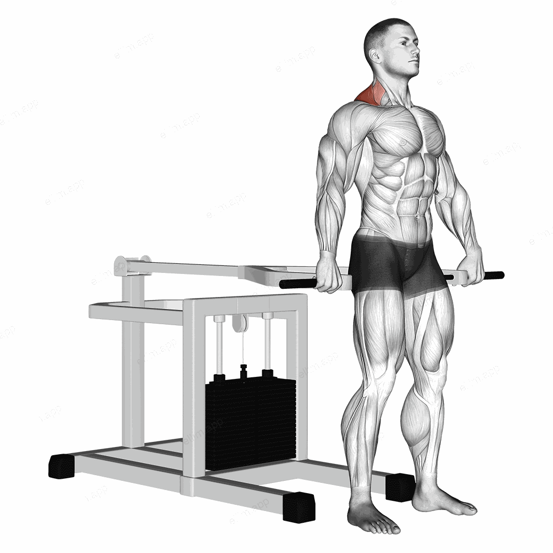 Lever Shrug (bench press machine) exercise targeting Back and Trapezius Upper Fibers