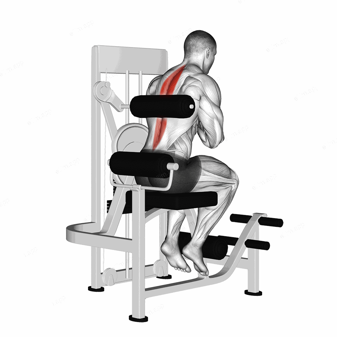 Lever Back Extension exercise targeting Waist and Erector Spinae