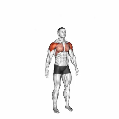 Circles Arm exercise targeting Shoulders and Deltoid Anterior