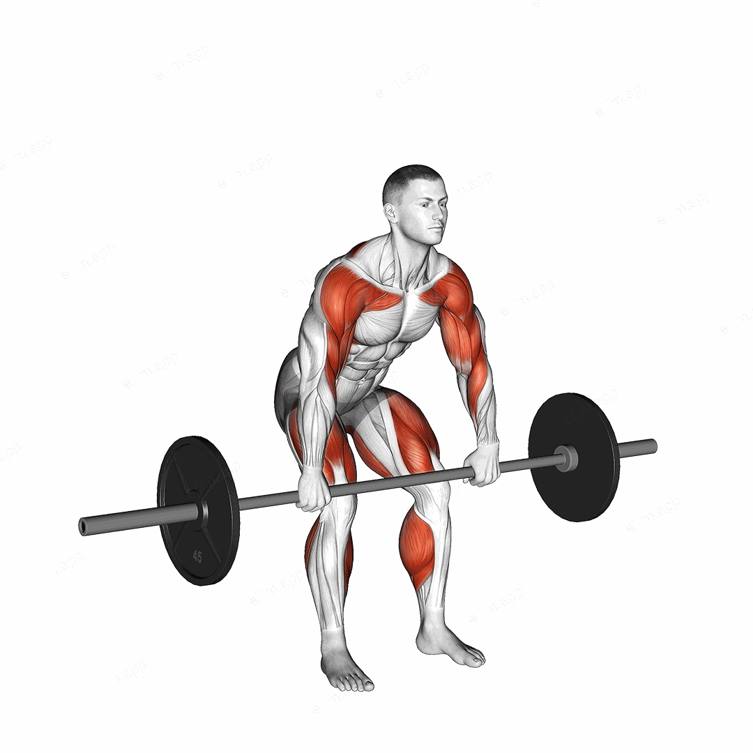 Barbell Hang Clean Below the Knees exercise targeting Weightlifting