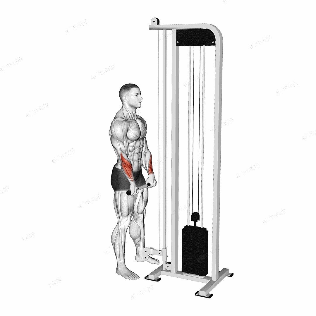 Cable Standing Wrist Reverse Curl exercise targeting Forearms