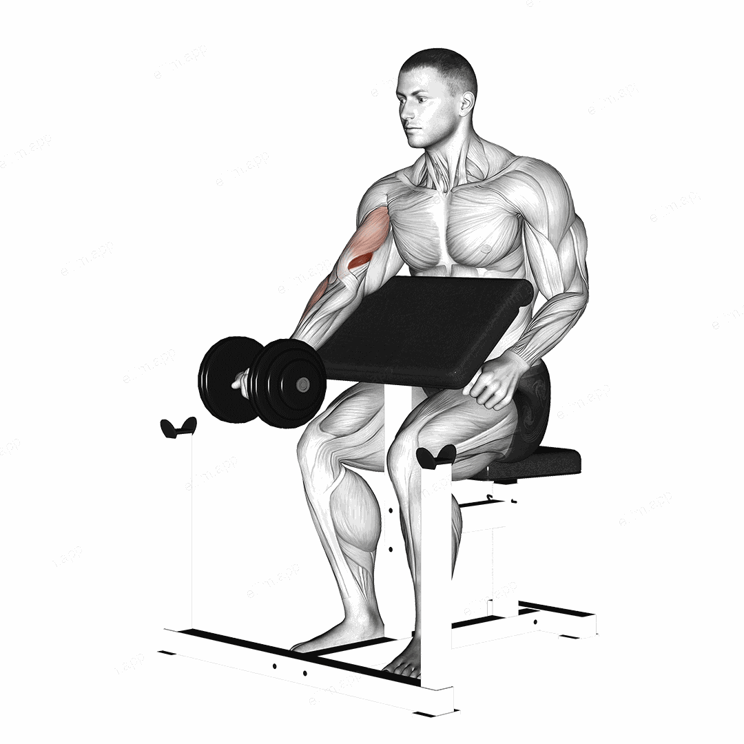 Dumbbell Preacher Curl exercise targeting Upper Arms and Brachialis
