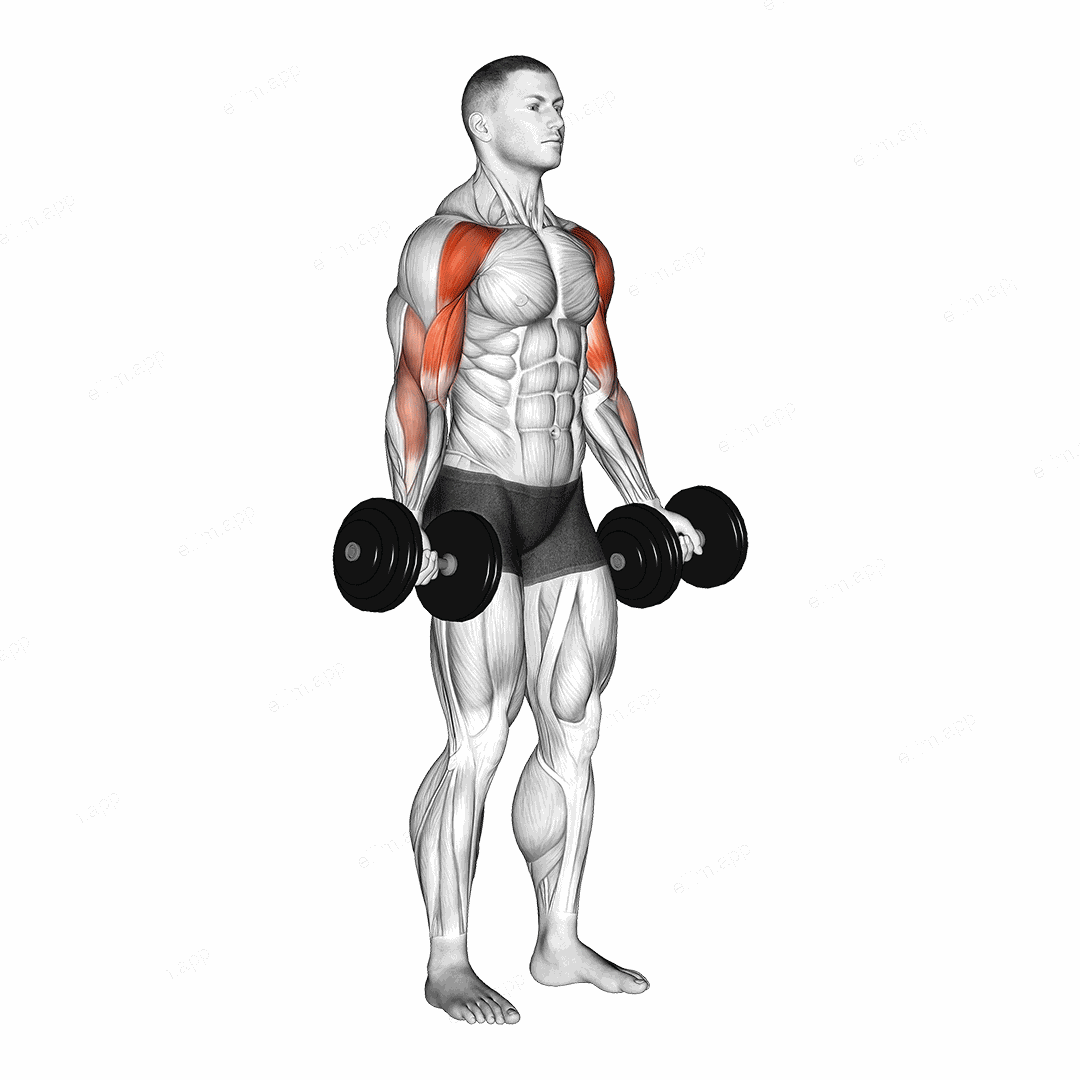 Dumbbell Drag Bicep Curl exercise targeting Biceps Brachii and Deltoid Anterior