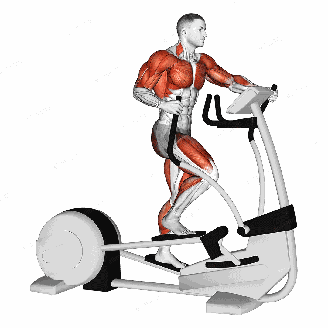 Walk Elliptical Cross Trainer exercise targeting Thighs and Biceps Brachii