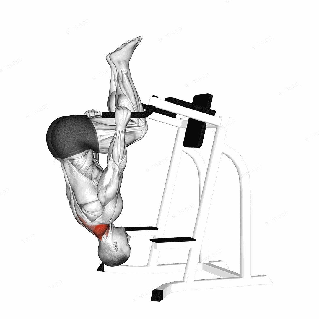 Inverted Shrug (on parallel bars) exercise targeting Back