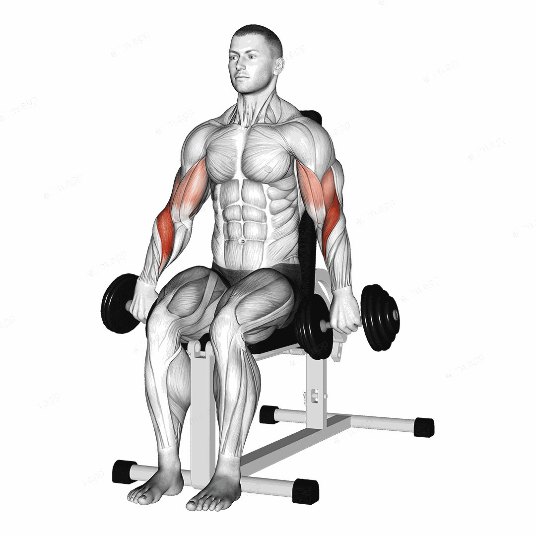Dumbbell Seated Reverse Grip Biceps Curl exercise targeting Forearms and Brachioradialis