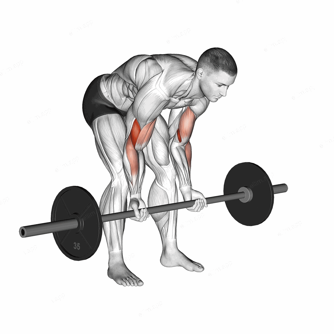 Barbell Standing Concentration Curl exercise targeting Upper Arms and Brachialis