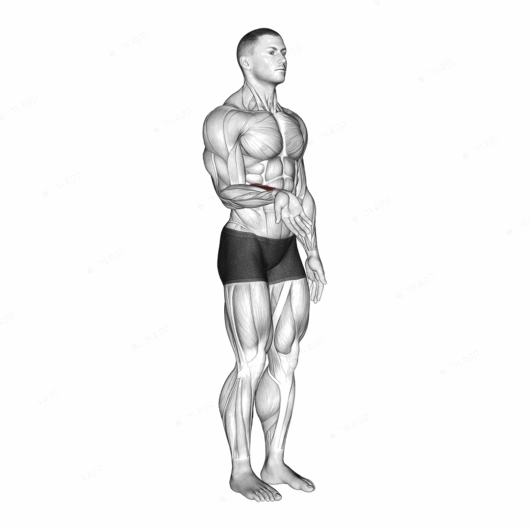 Wrist - Flexion exercise targeting Forearms