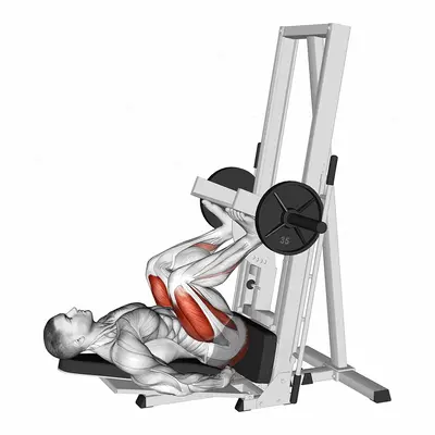 Sled Vertical Leg Press exercise targeting Thighs