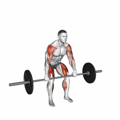 Barbell Hang Power Clean exercise targeting Weightlifting