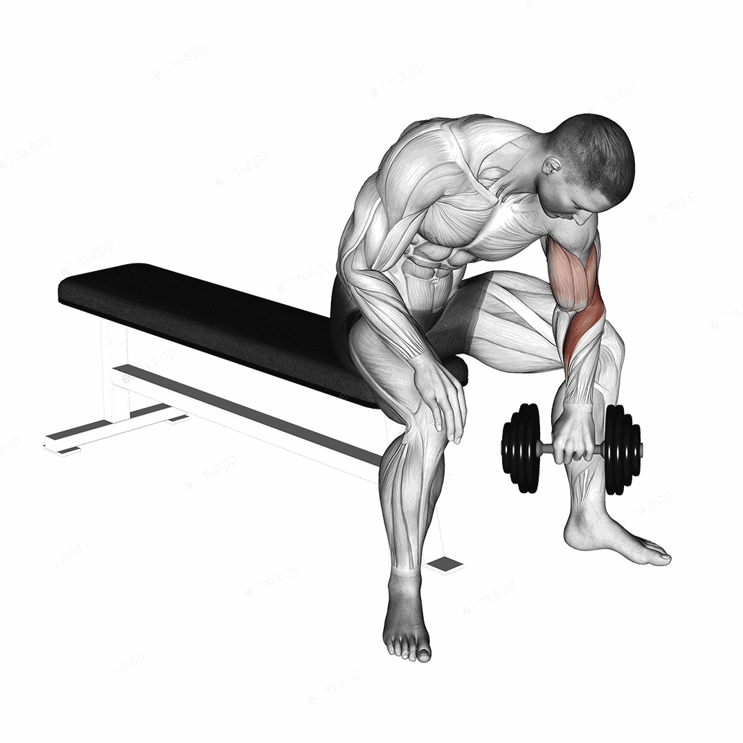 Dumbbell Seated Revers grip Concentration Curl exercise targeting Forearms and Brachioradialis