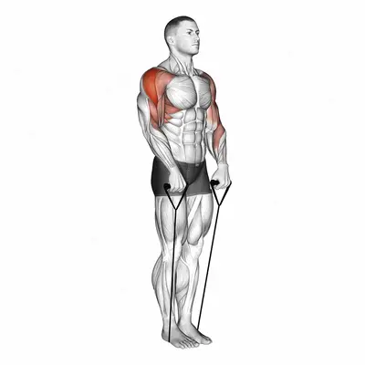 Band Upright Row (Under two feet) exercise targeting Shoulders and Deltoid Lateral