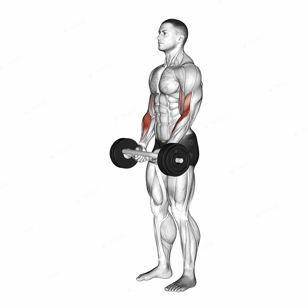 Olympic Barbell Hammer Curl exercise targeting Forearms and Brachioradialis
