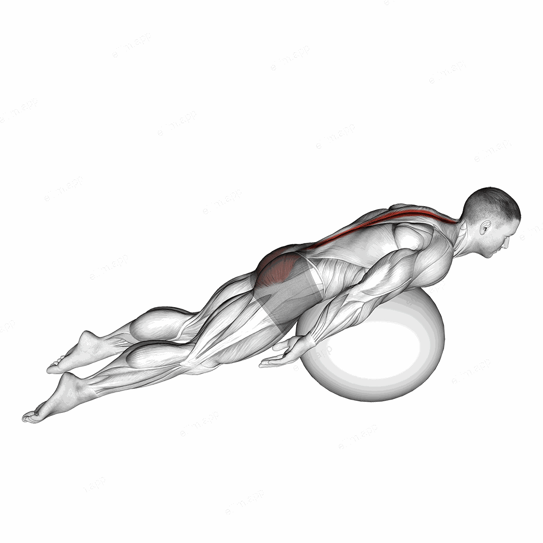 Exercise Ball Back Extension With Knees Off Ground exercise targeting Back and Erector Spinae