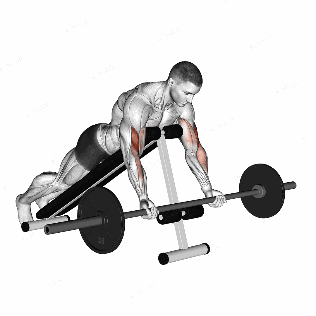 Barbell Prone Incline Curl exercise targeting Upper Arms and Brachialis