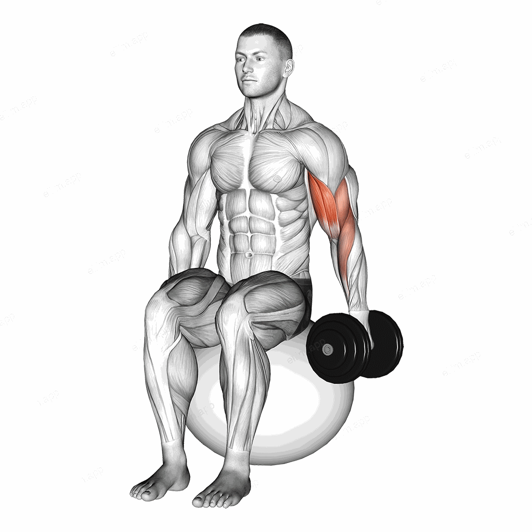 Dumbbell One Arm Seated Bicep Curl on Exercise Ball exercise targeting Upper Arms