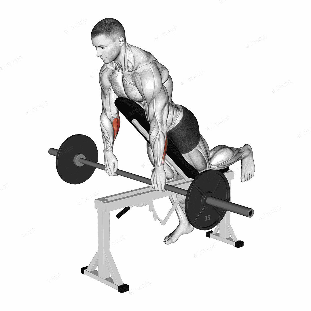 Barbell Incline Wrist Curl with Chest Support exercise targeting Forearms and Wrist Flexors