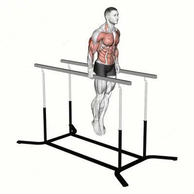 Elbow dips exercise targeting Upper Arms