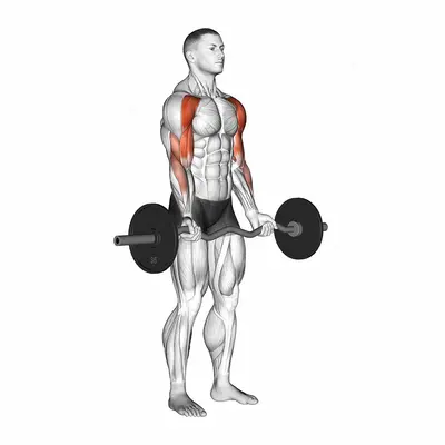 EZ-Bar Drag Bicep Curl exercise targeting Upper Arms