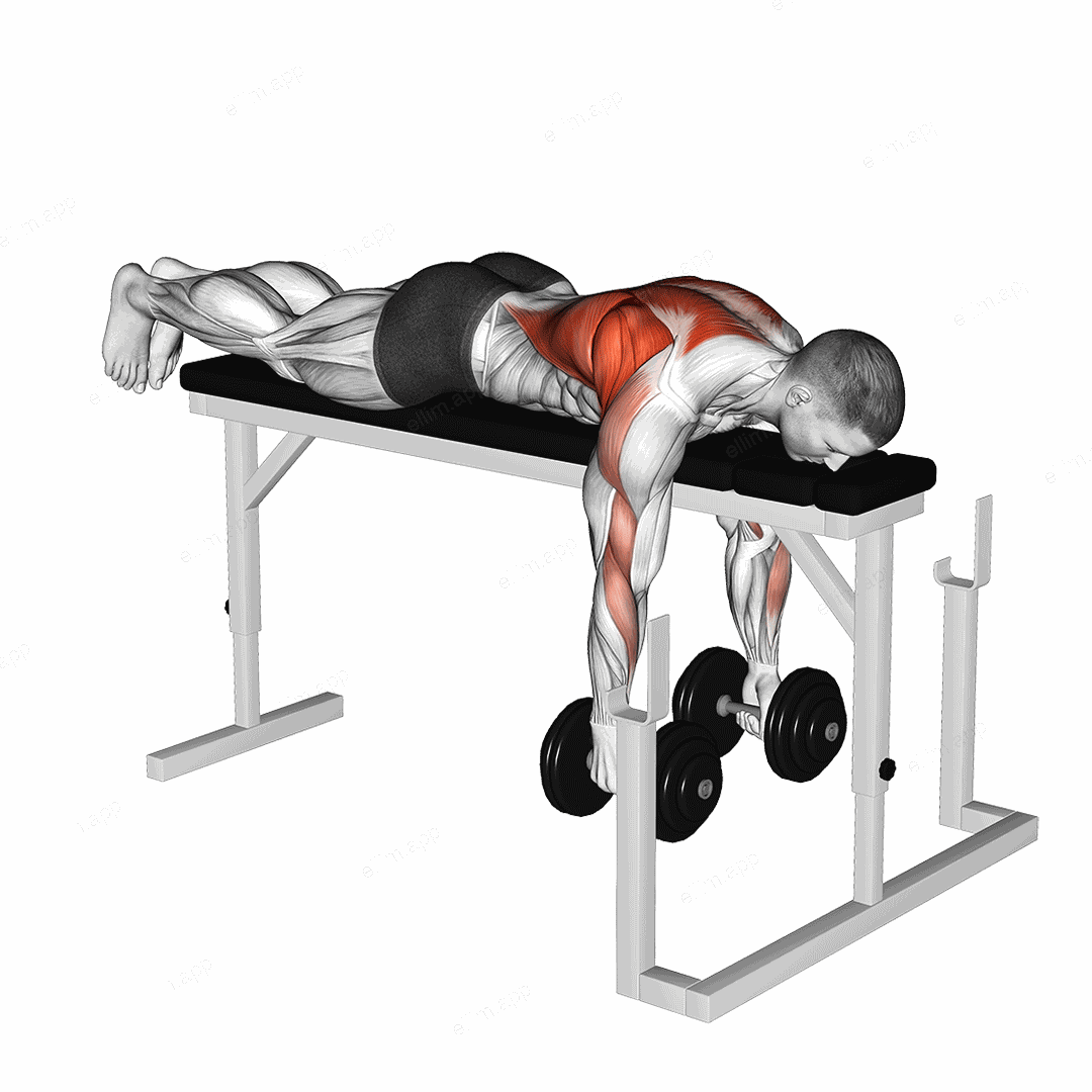 Dumbbell Lying Row on Rack exercise targeting Back