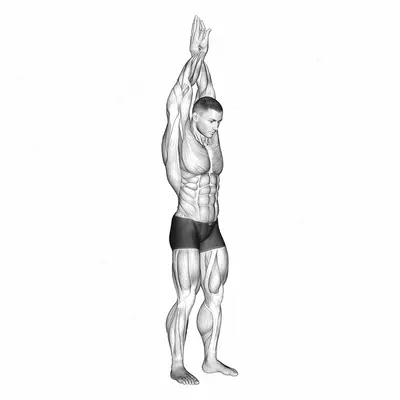 Reach up back stretch exercise targeting Back