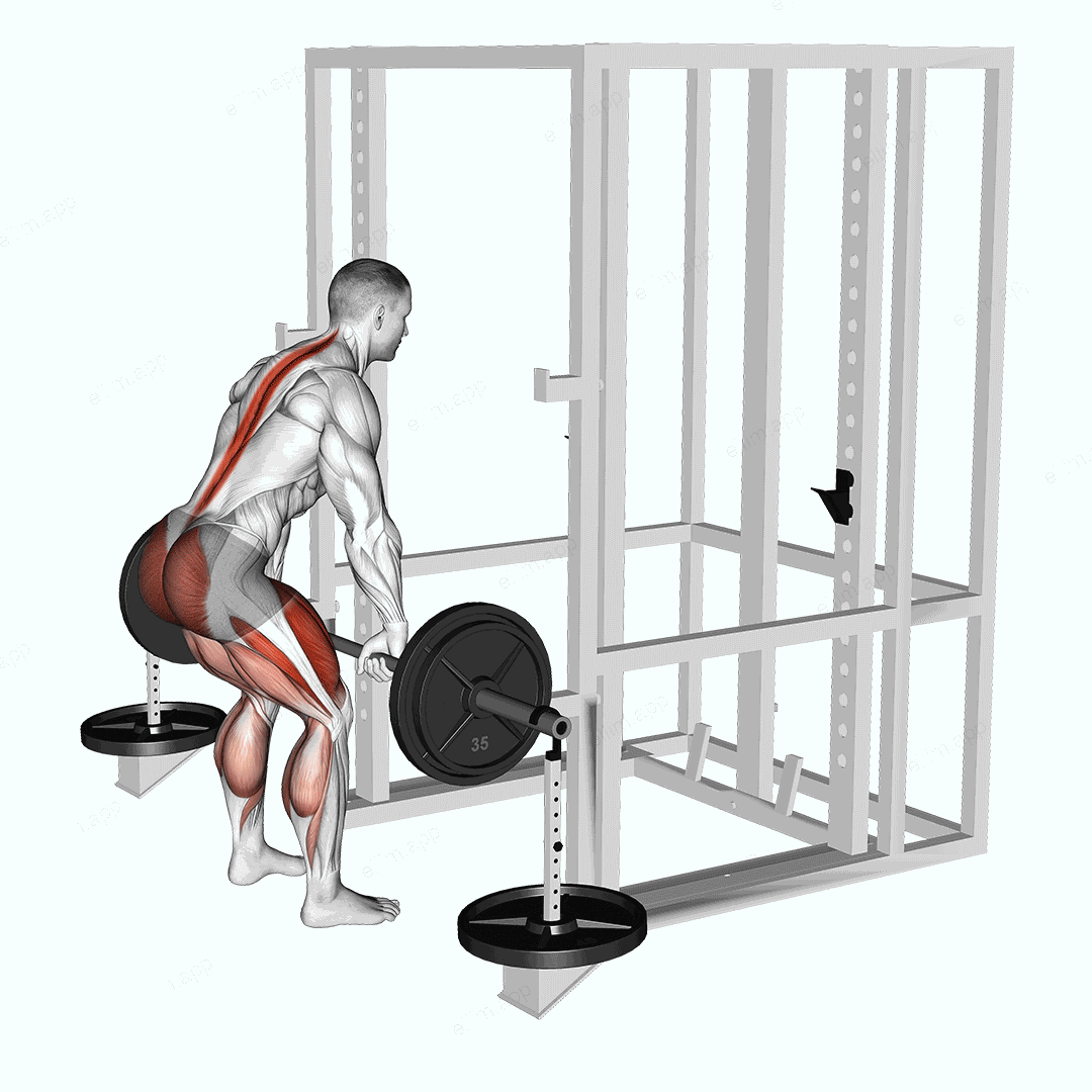 Barbell Weighted Deadlift exercise targeting Hips and Gluteus Maximus