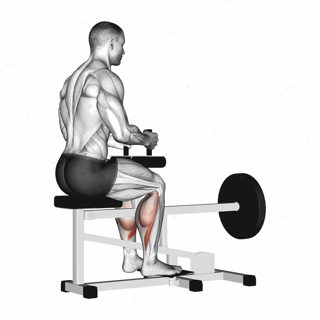 Lever Seated Calf Raise (plate loaded) exercise targeting Calves and Soleus