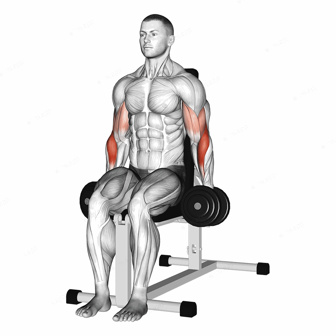 Dumbbell Seated Hammer Curl exercise targeting Upper Arms and Brachioradialis