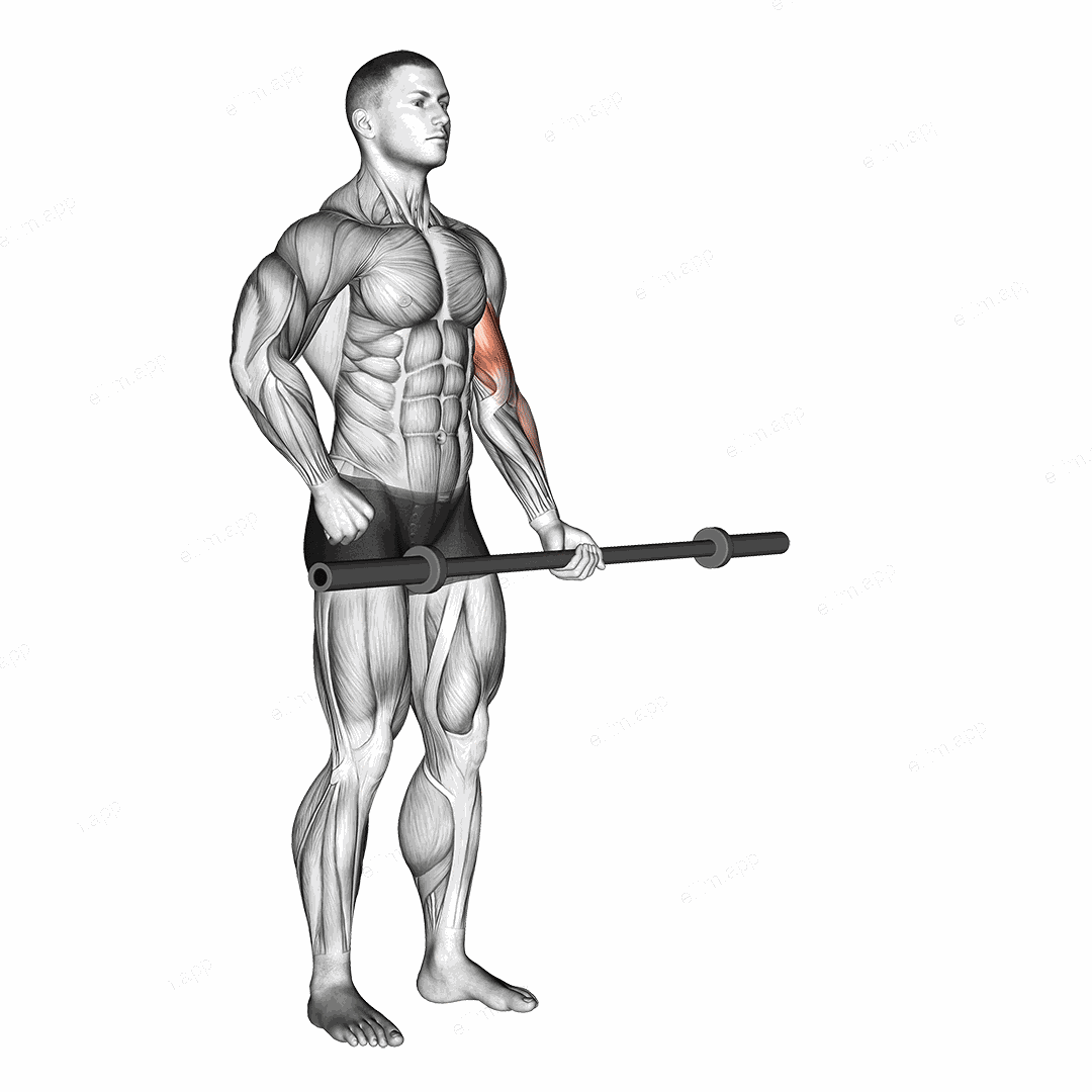 Barbell Alternate Biceps Curl exercise targeting Upper Arms and Biceps Brachii