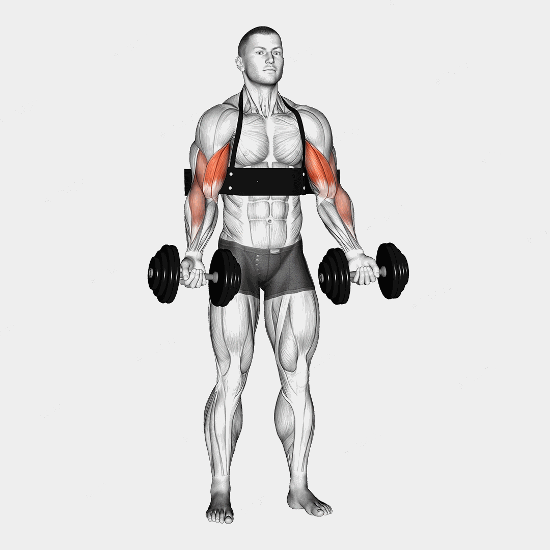 Dumbbell Alternate Biceps Curl (with arm blaster) exercise targeting Upper Arms and Biceps Brachii