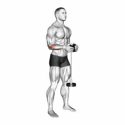 Neutral Wrist Roller exercise targeting Forearms