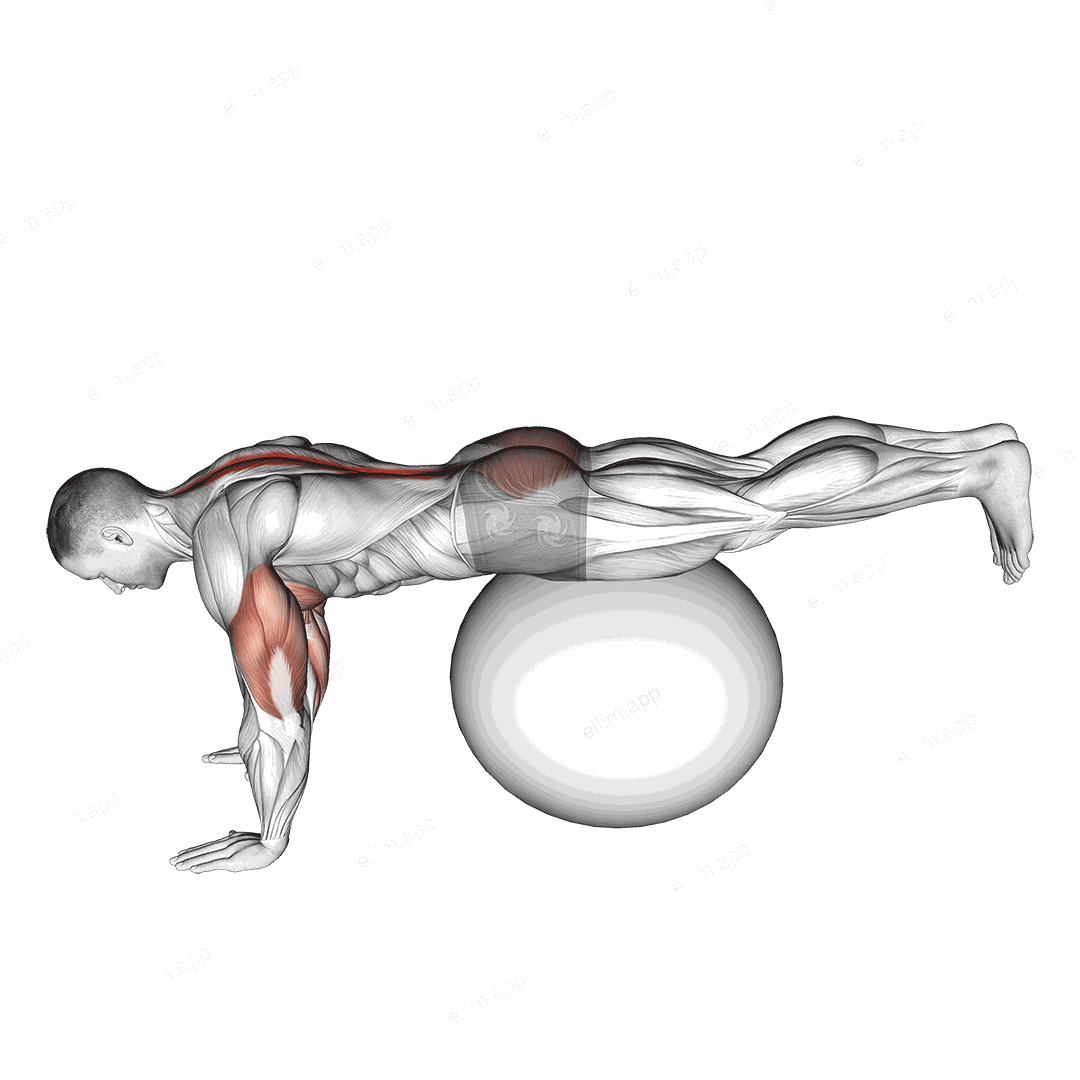 Exercise Ball Prone Leg Raise exercise targeting Back and Erector Spinae