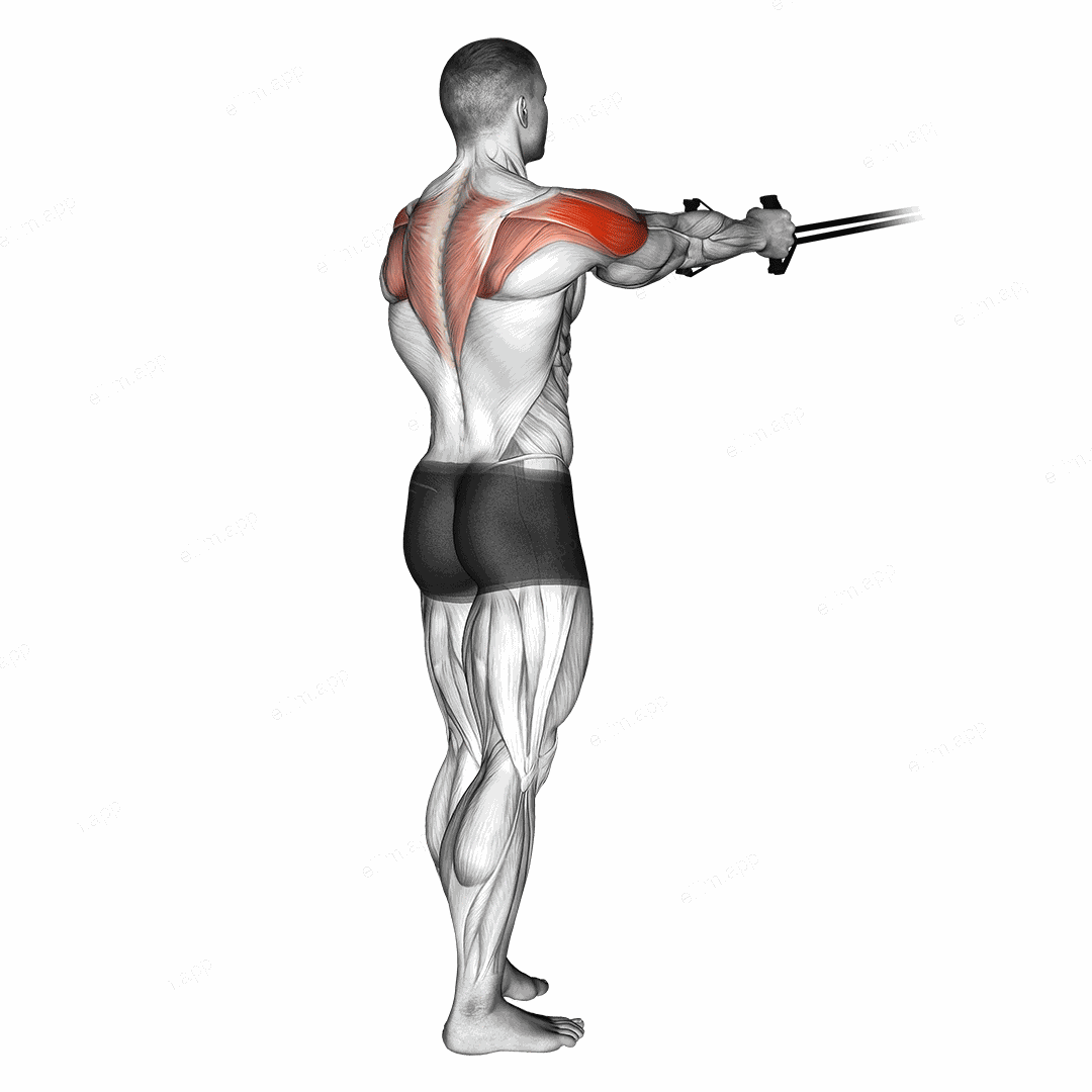 Band reverse fly exercise targeting Shoulders and Deltoid Posterior