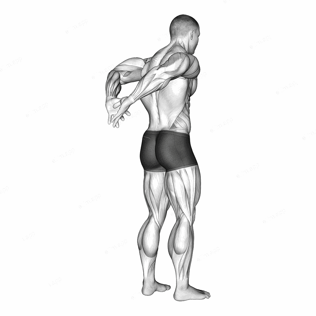 Biceps Stretch Behind The Back exercise targeting Upper Arms and Biceps Brachii