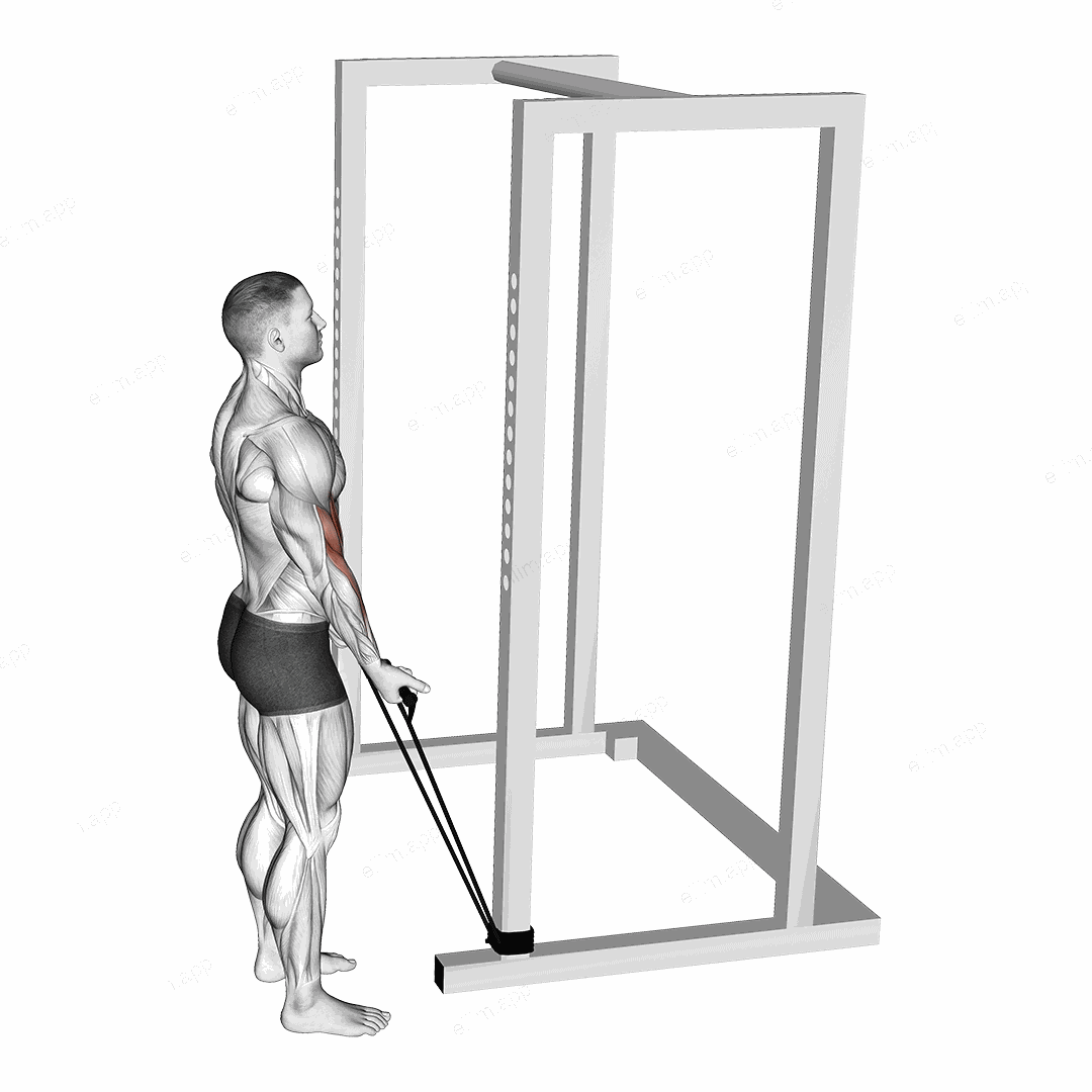 Band Standard Biceps Curl exercise targeting Upper Arms and Biceps Brachii
