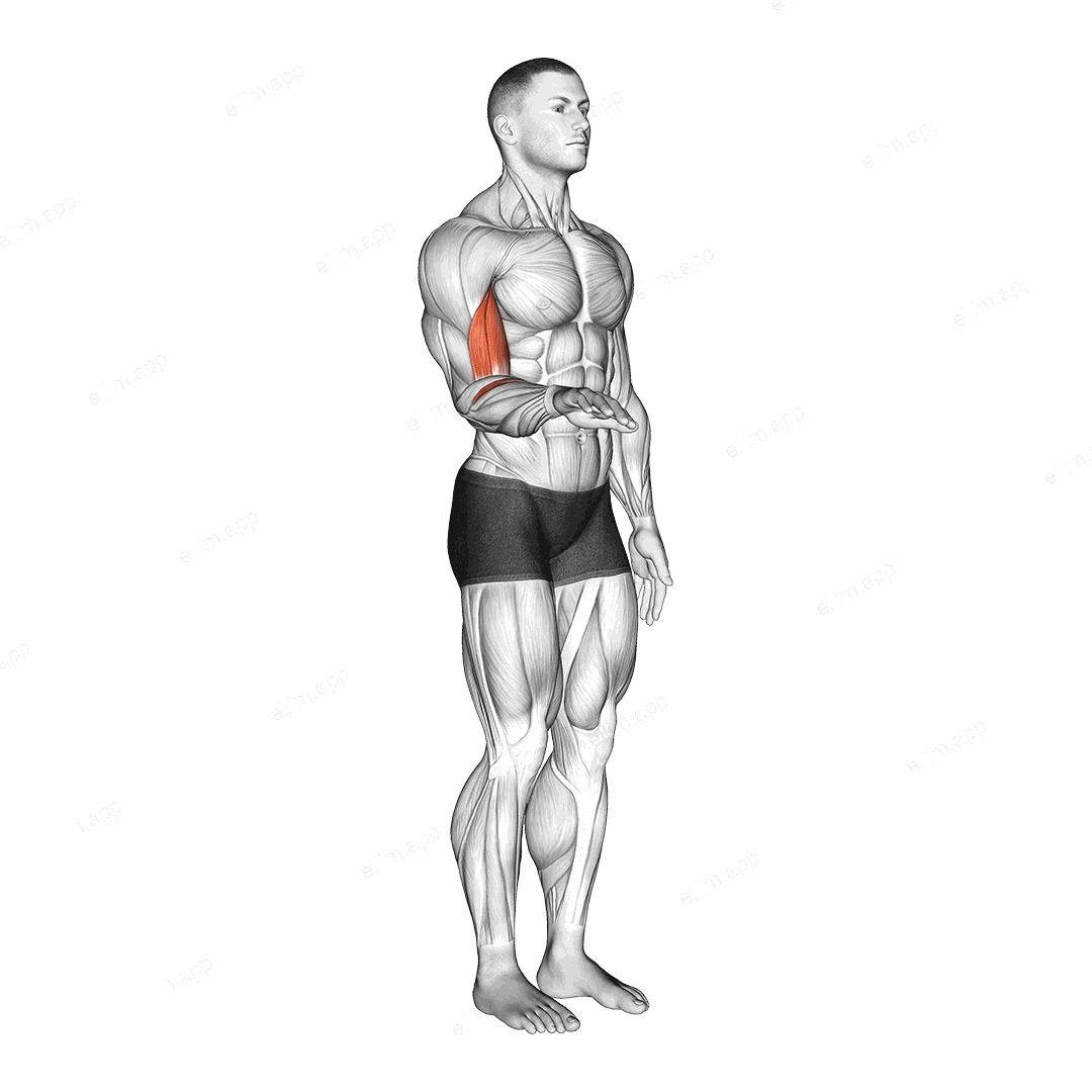 Forearm - Supination exercise targeting Forearms